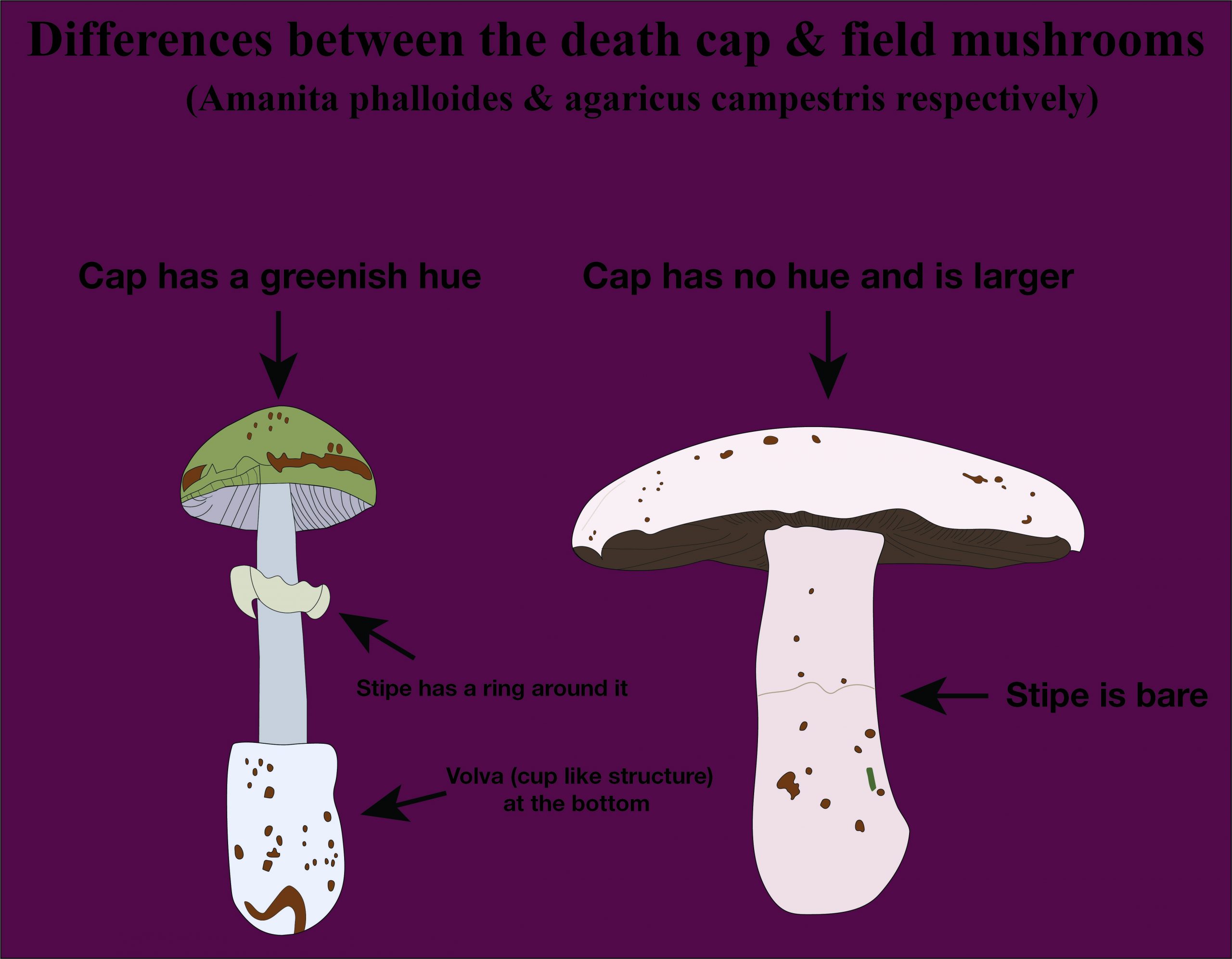 Mushroom STEM Illustration